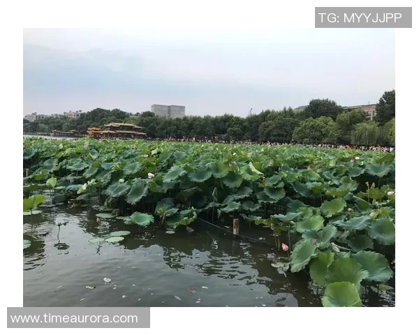 杭州羽毛球队比赛经验引发热议球迷与专家观点碰撞激烈